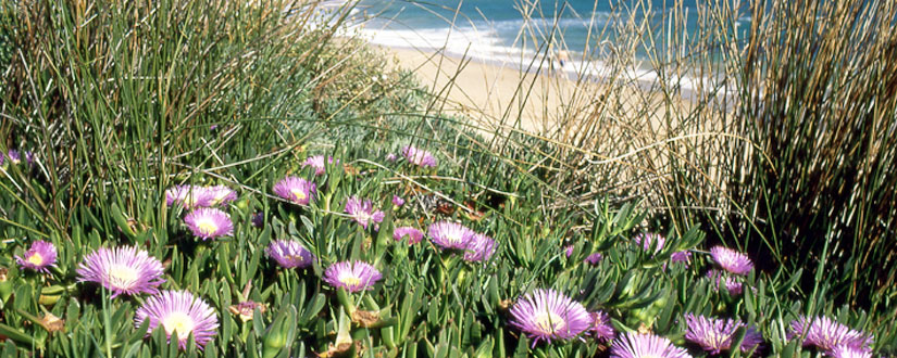 Naturaleza y mar 4